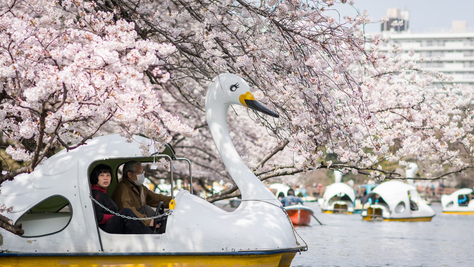 A swan boat in Inokashira park in the cherry blossom season