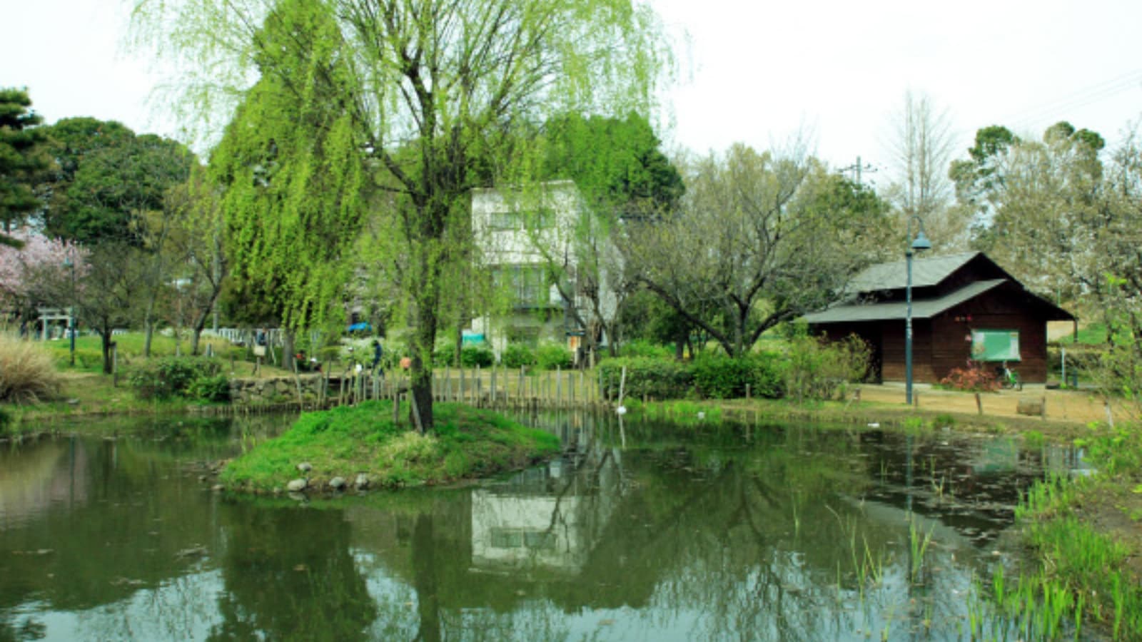 Maruike Koen, a small, quiet park with bridges over a pond and a river in Mitaka.